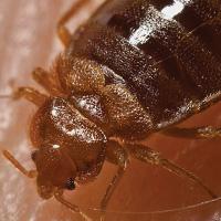 Beating the bed bugs: How to banish them for good