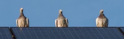 Why you need to stop birds from getting underneath solar panels