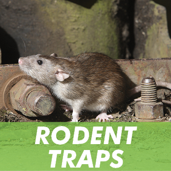 Rodent Control Products - Rats and Mice - 1env Solutions