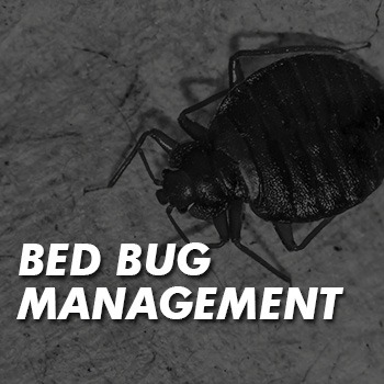 Download the bed bug management codes of best practice
