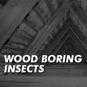 Download the wood boring insects codes of best practice