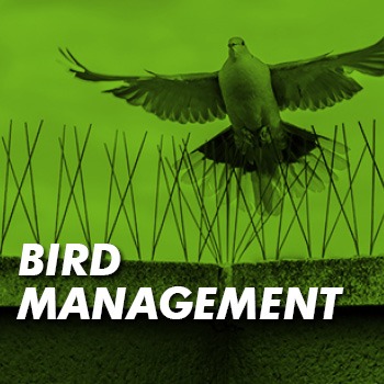 Download the codes of best practice for bird management for pest controllers