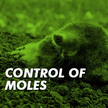 Download the mole control codes of best practice