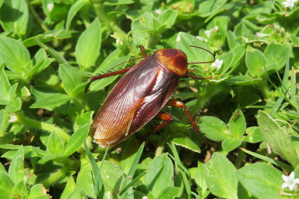 American Cockroach