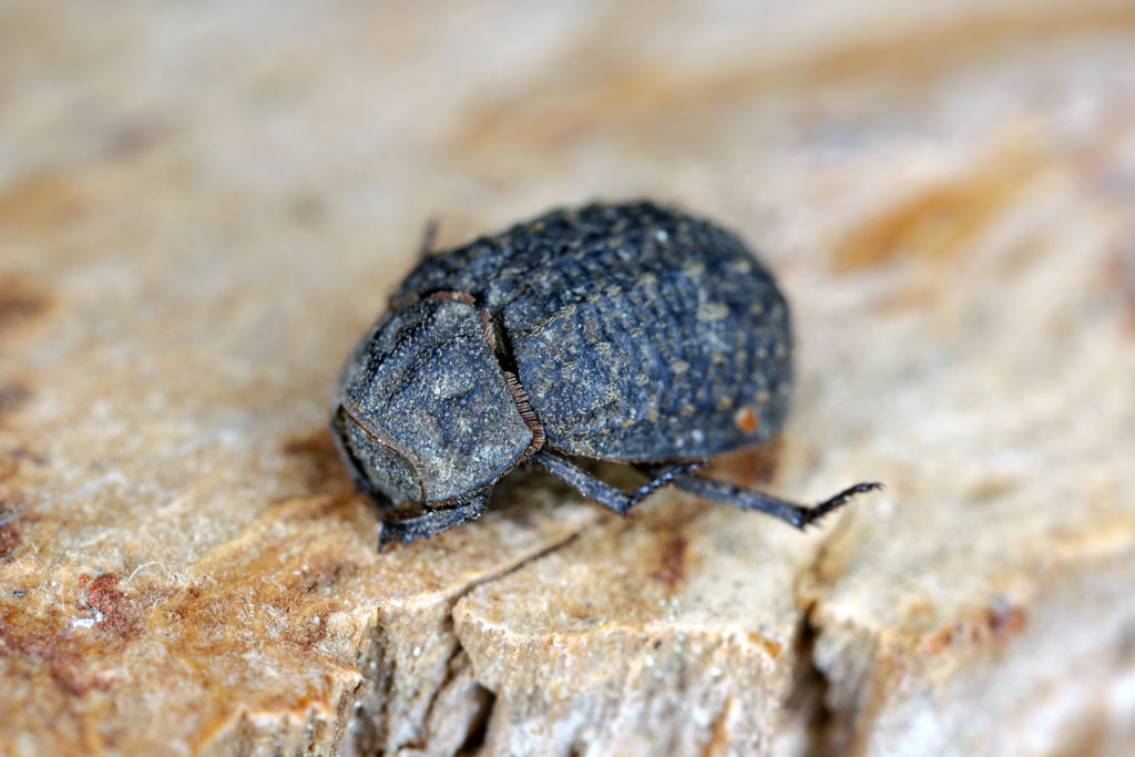 Hide Beetle Leather Beetle
