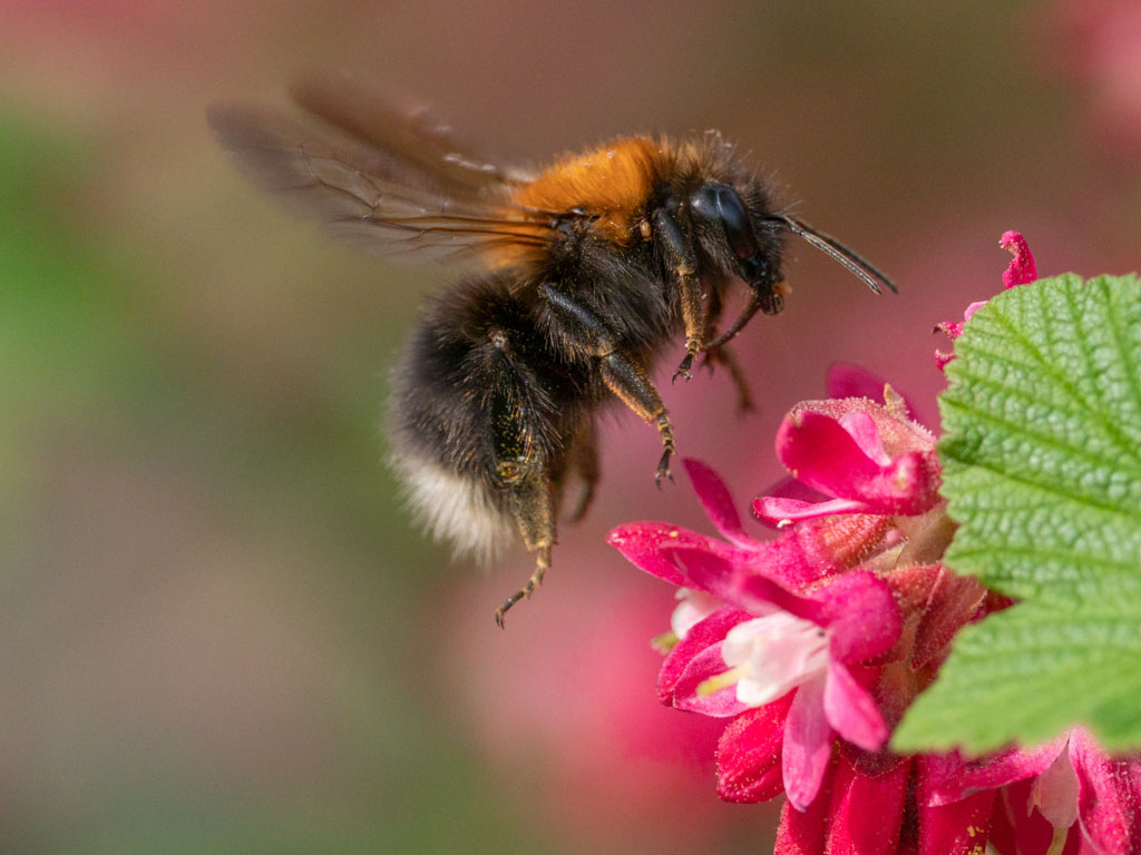 Tree Bumble Bee