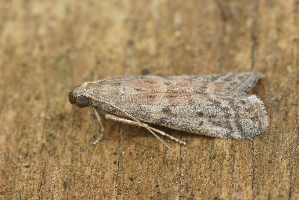 Warehouse Moth