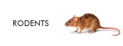 rodent species pest id