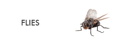 information about different species of fly