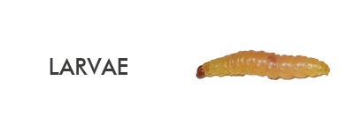 information about species of larvae