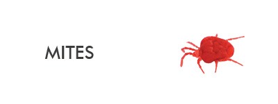 information about species of mites