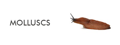 information about molluscs insects including snails and slugs