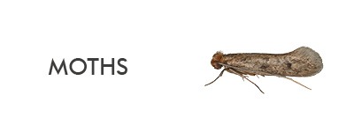information about different species of moth