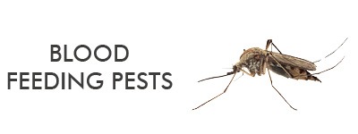 information about parasitic blood sucking insects including mosquitoes