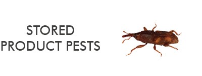 information about stored product insect pests