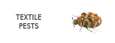 information about textile pests such as carpet beetles
