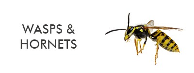 information about wasps and hornets