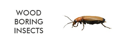 information about species of wood boring insects