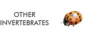 information about a range of invertebrates