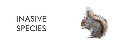 information about different invasive species in the UK