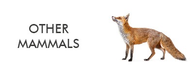 pest id for mammals