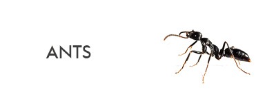 ant species pest id