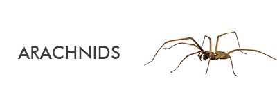 information about spiders and arachnids