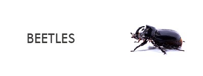 information about beetle species
