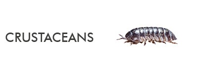 information about crustacean species
