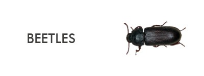 information about beetle species