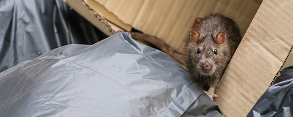 1env-rodent-control-header